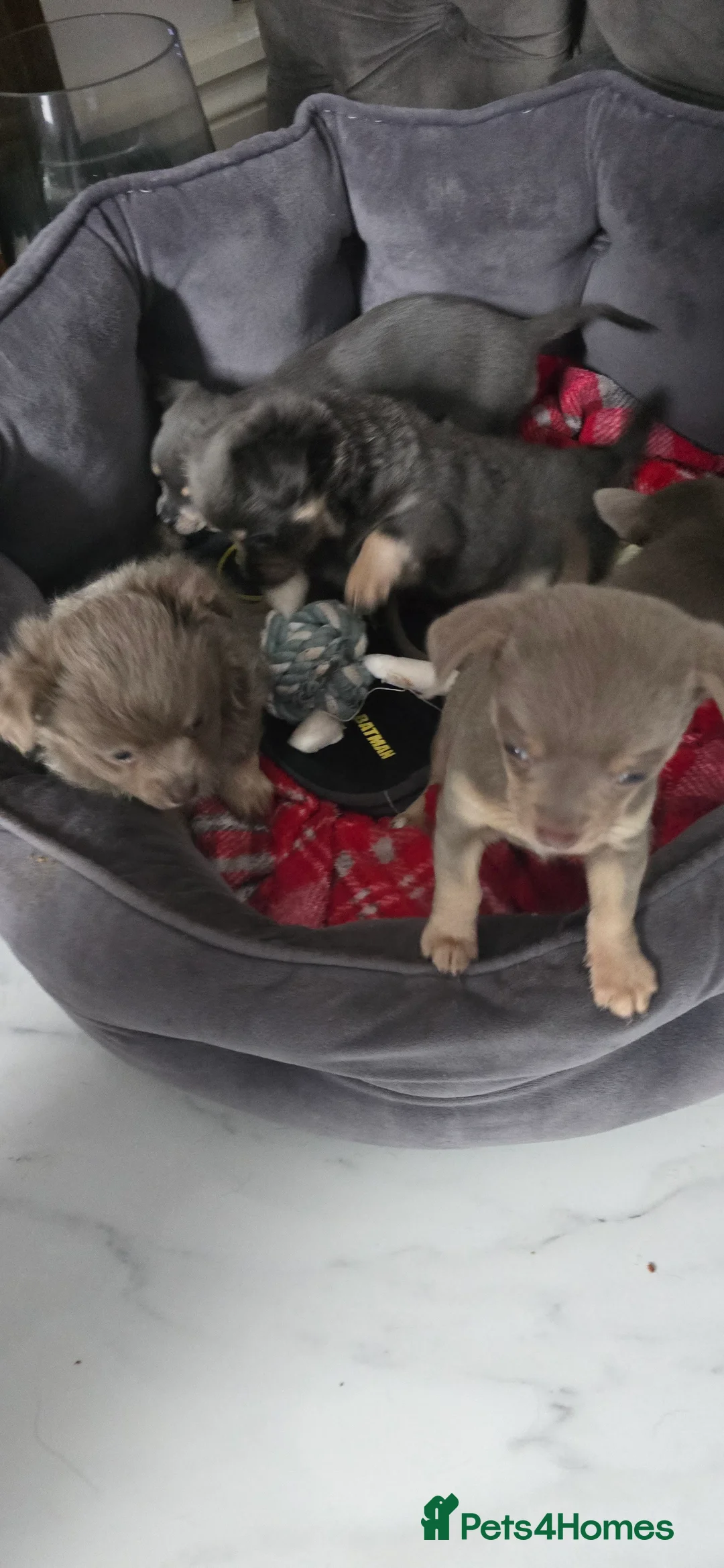 Chihuahua dogs for sale: Beautiful Chihuahua puppies  in Blackwood - Advert 1