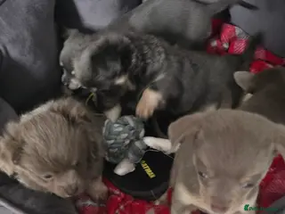 Chihuahua dogs Beautiful Chihuahua puppies in Blackwood - Advert 14