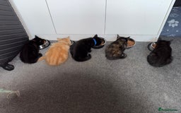 Mixed Breed cats for sale: 2 male and 2 females looking for fur ever homes  - Image 1