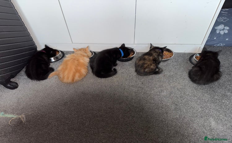 Mixed Breed cats - Advert 3