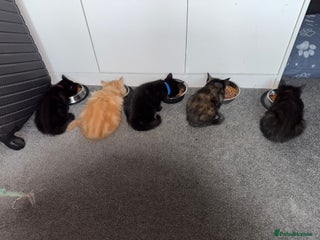 Mixed Breed cats - Advert 1