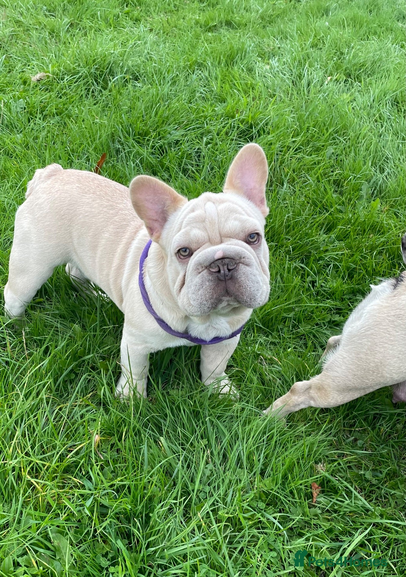 French Bulldog dogs KC QUALITY HEALTH TESTED FRENCH BULLDOG PUPPIES  - Advert 18