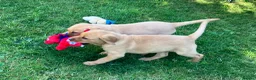 Labrador Retriever dogs for sale: Yellow Labrador puppies in Chard - Advert 3