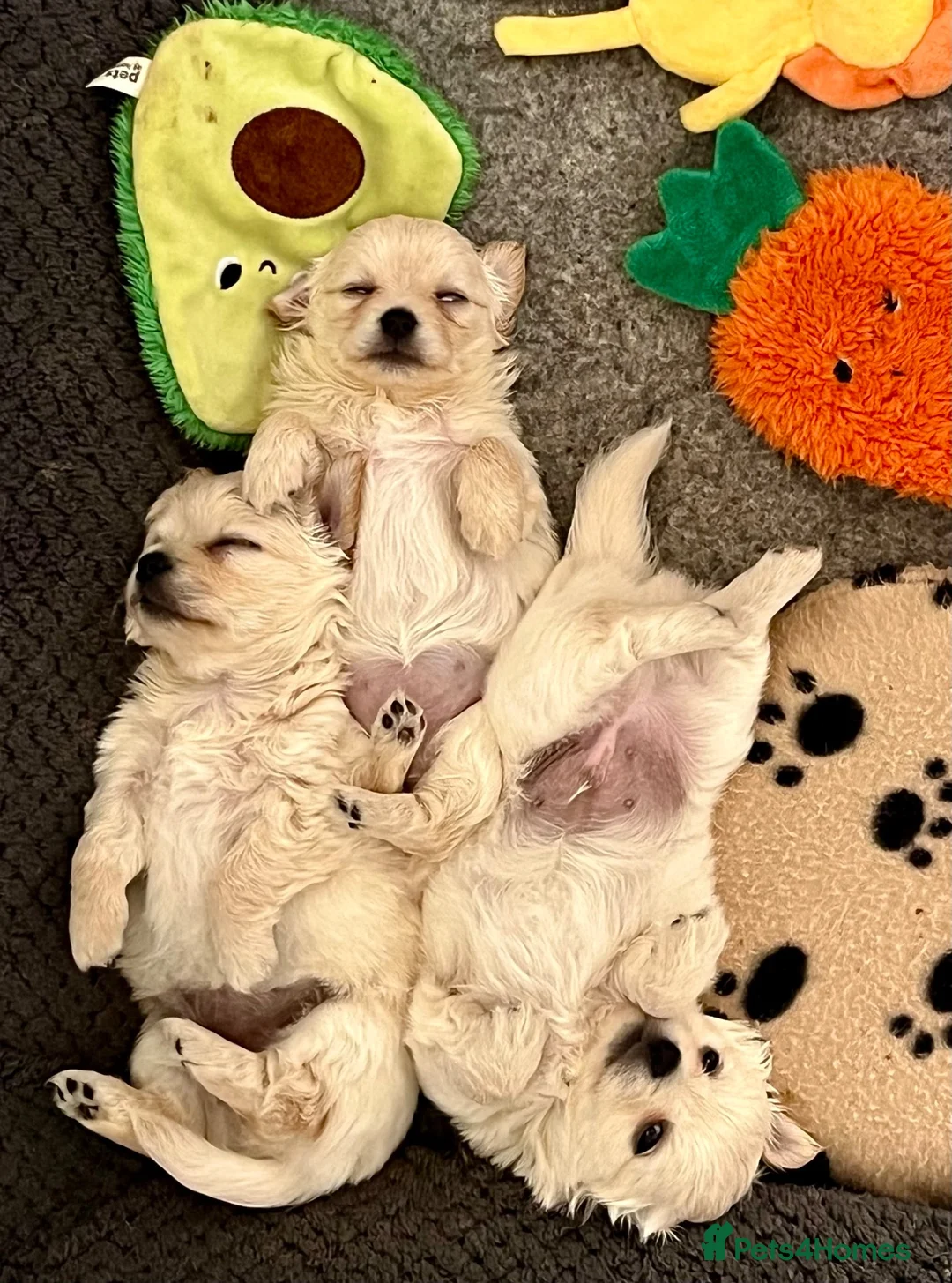 Chihuahua dogs for sale: Longhaired chihuahua puppies  in Falmouth - Advert 2