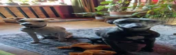 Whippet dogs for sale: Whippet pups  in Winsford - Advert 3