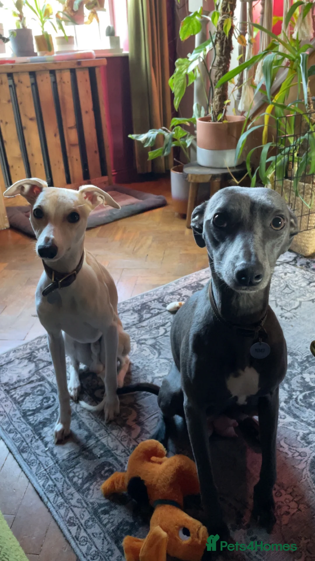Whippet dogs for sale: Whippet pups  in Winsford - Advert 3