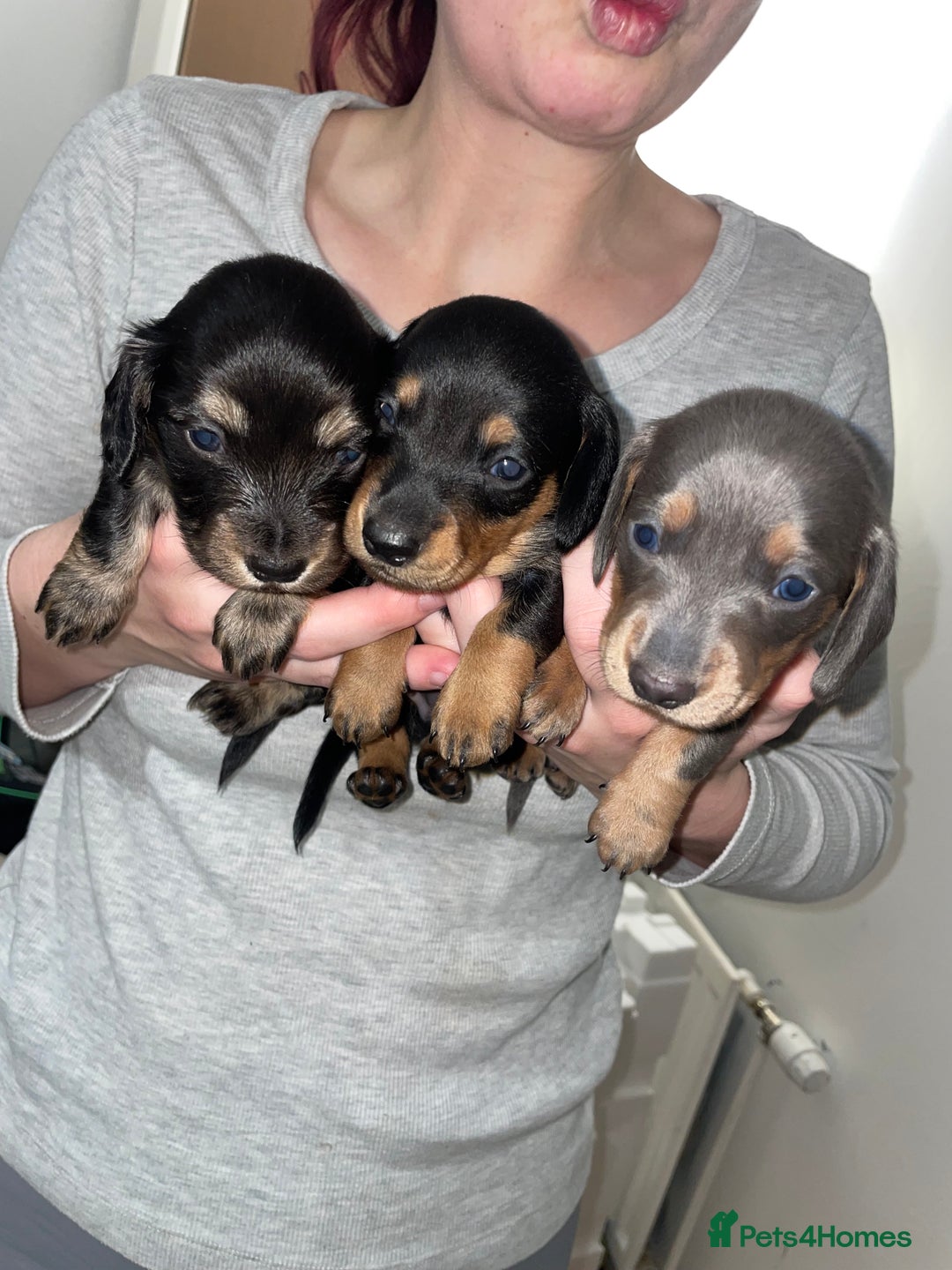 Miniature Dachshund dogs for sale: Miniature dachshund - Advert 4