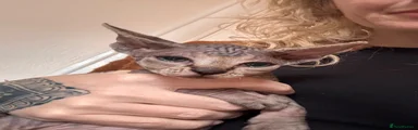 Sphynx 1