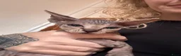 Sphynx cats for sale: Sphynx Kittens - Advert 26