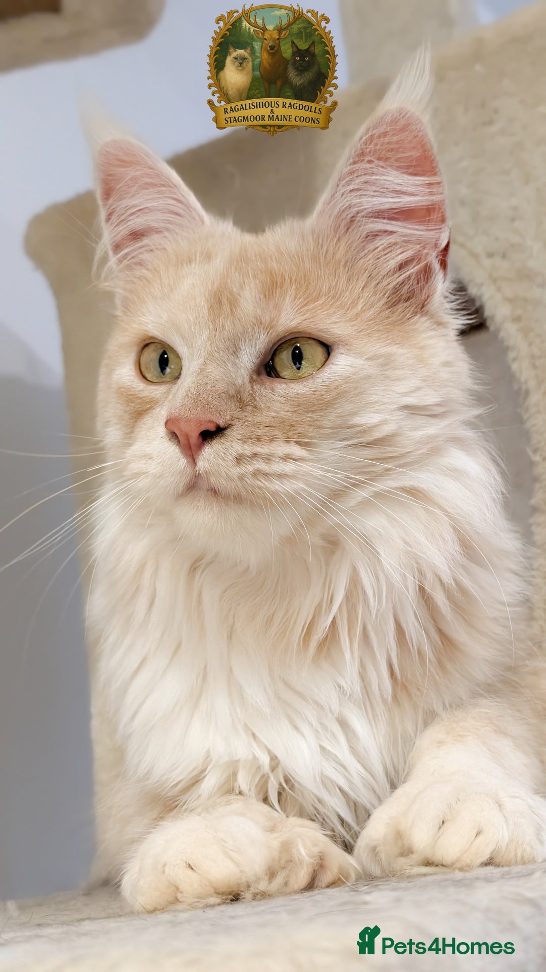 Maine Coon cats for stud: High Red Smoke 66/66 Polydactyl European line - Advert 6