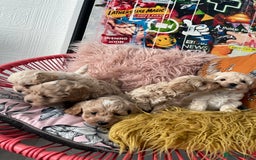 Maltipoo dogs for sale: ❤️XS TOY MALTIPOOS❤️ - Image 13