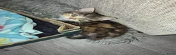 Exotic cats for sale: My Betty has a beautiful litter of kittens  - Advert 3