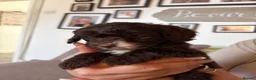 Cockapoo dogs for sale: Toy cockapoo in Nottingham - Advert 21