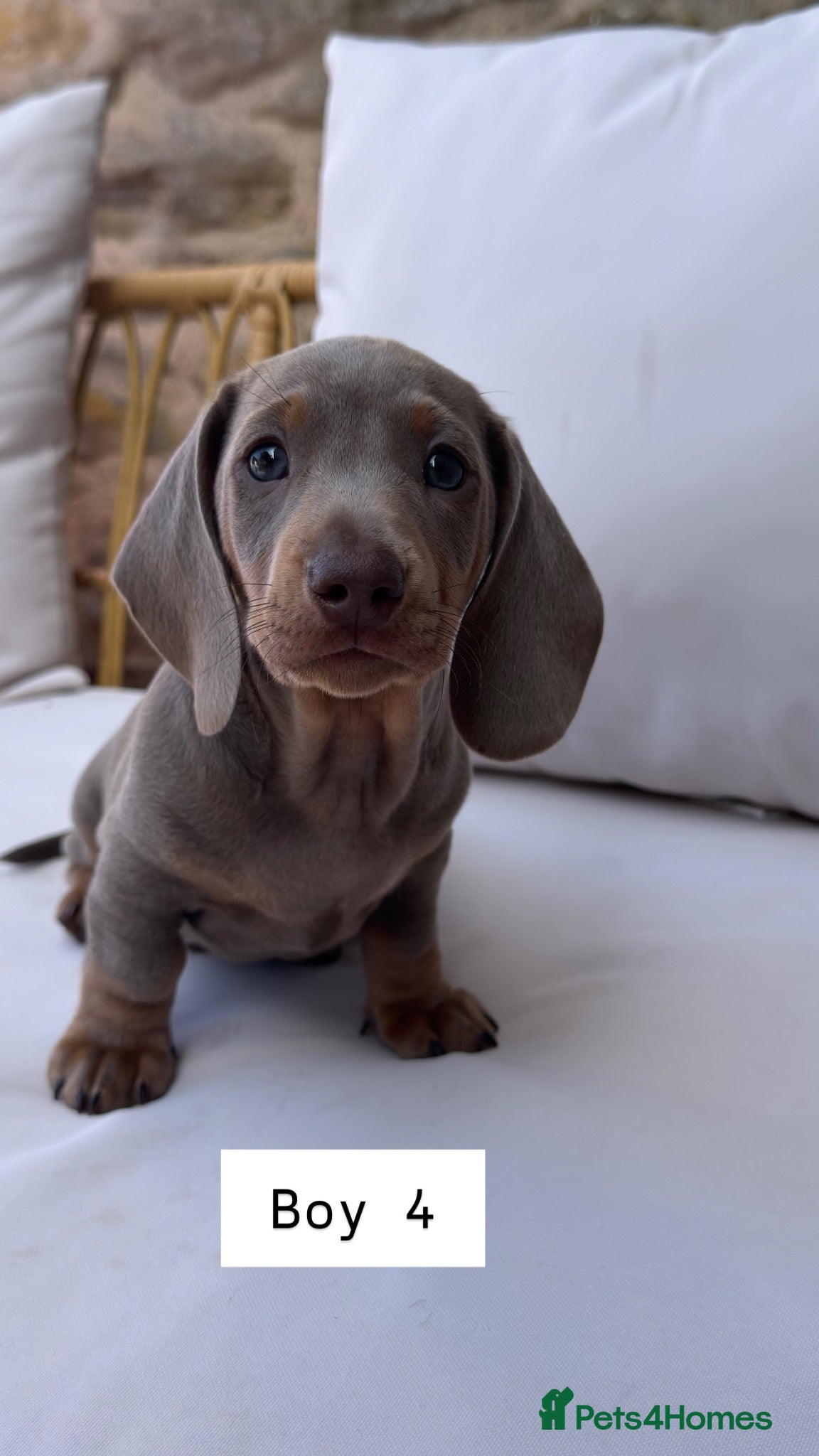 Miniature Dachshund dogs Ready to leave Aug 1st - Miniature Dachshund pups - Advert 2