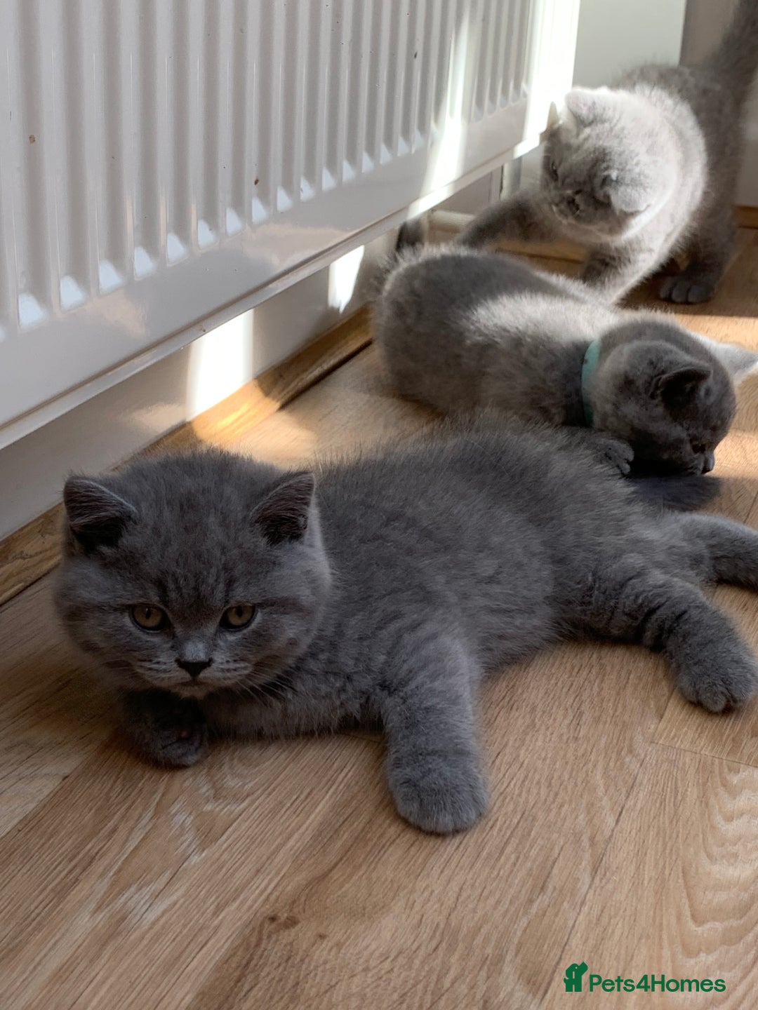 British Shorthair cats for sale: GCCF Pedigree Pure Blue British Shorthair - Advert 19
