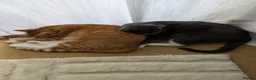 Mixed Breed cats for sale: 2 female 2 male cats  - Advert 7