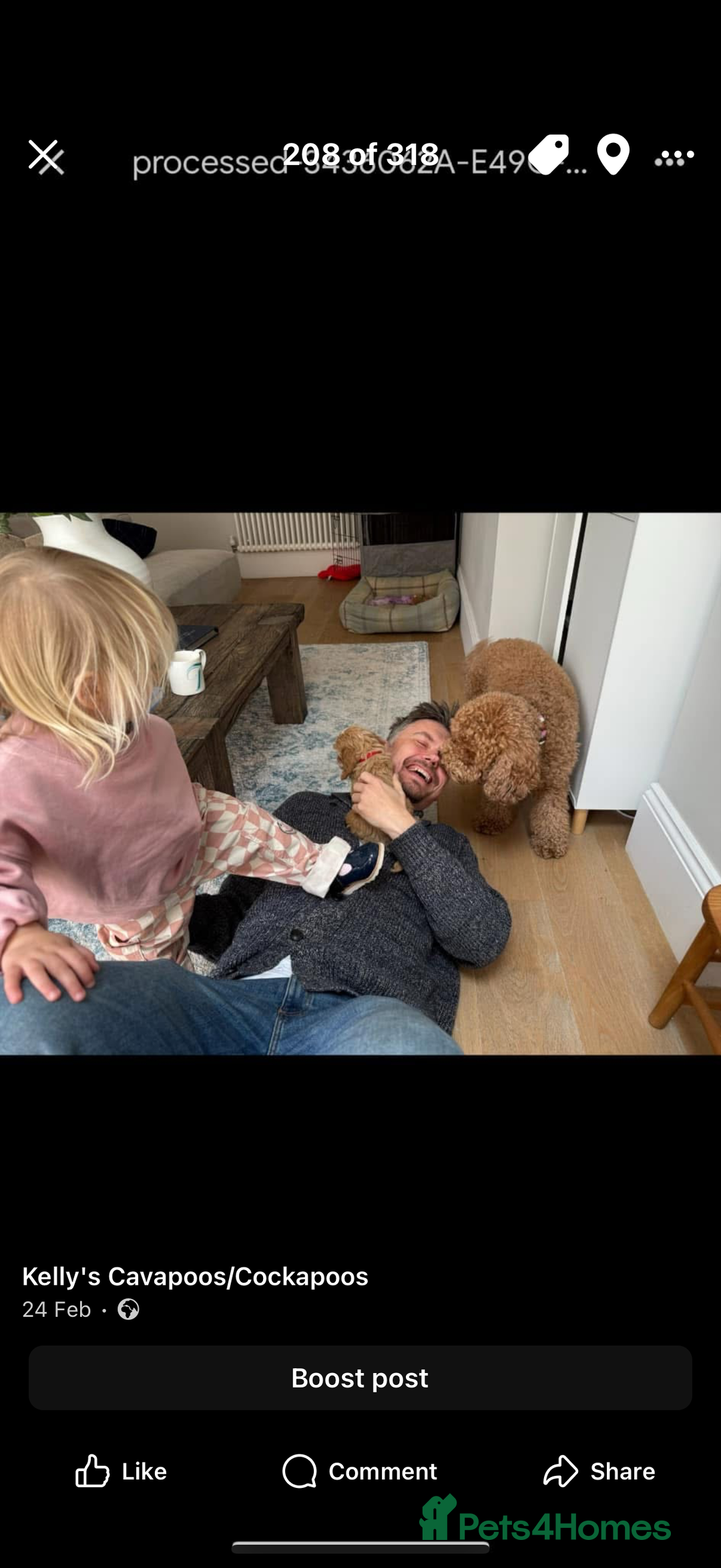 Cavapoo dogs for sale: Beautiful Health Tested F1 Cavapoos 🐶 - Image 26