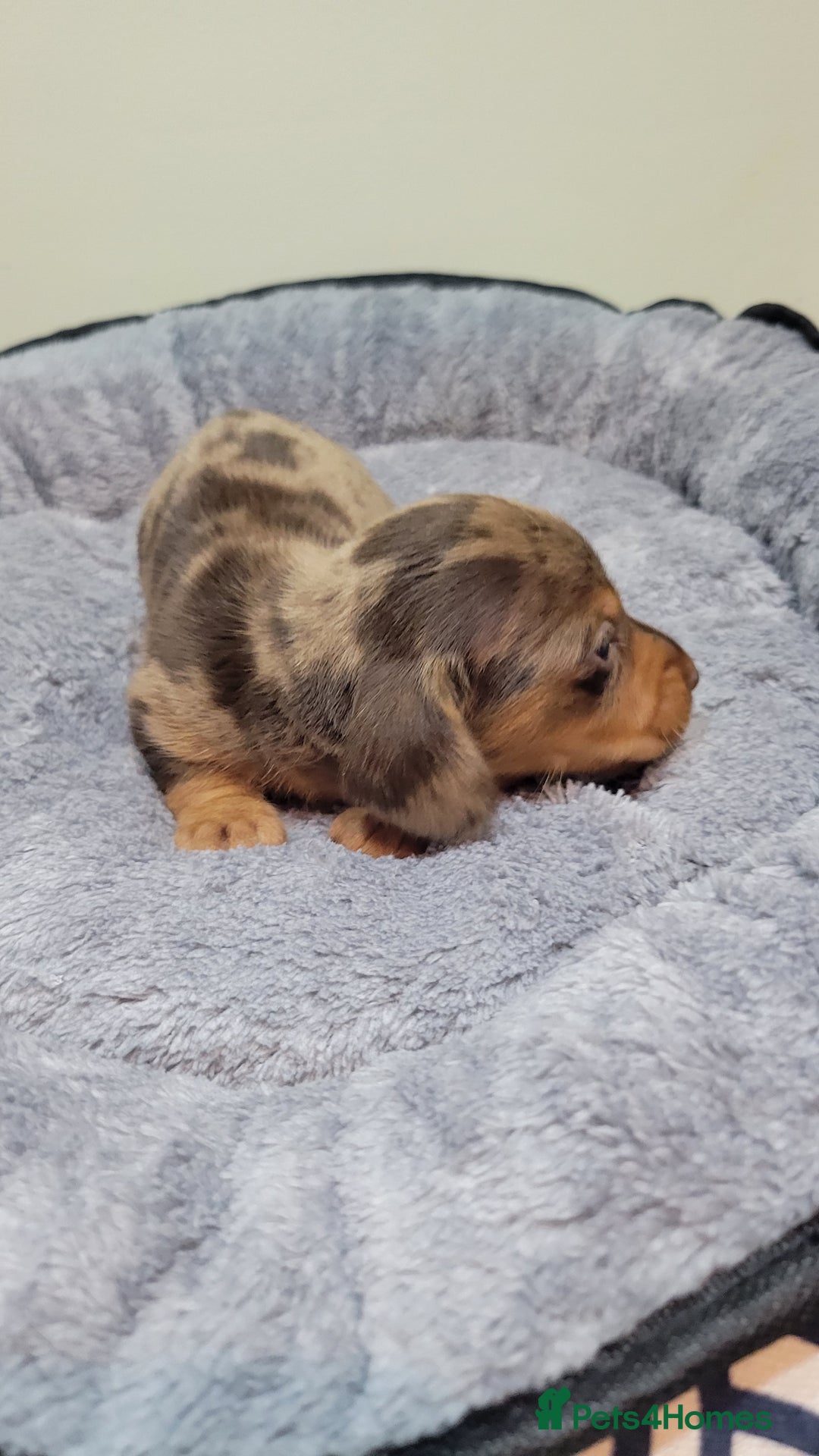 Miniature Dachshund dogs for sale: Kc Miniature  Dachshund  - Advert 8