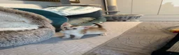 Abyssinian cats for sale: Abyssinian kittens  - Advert 16