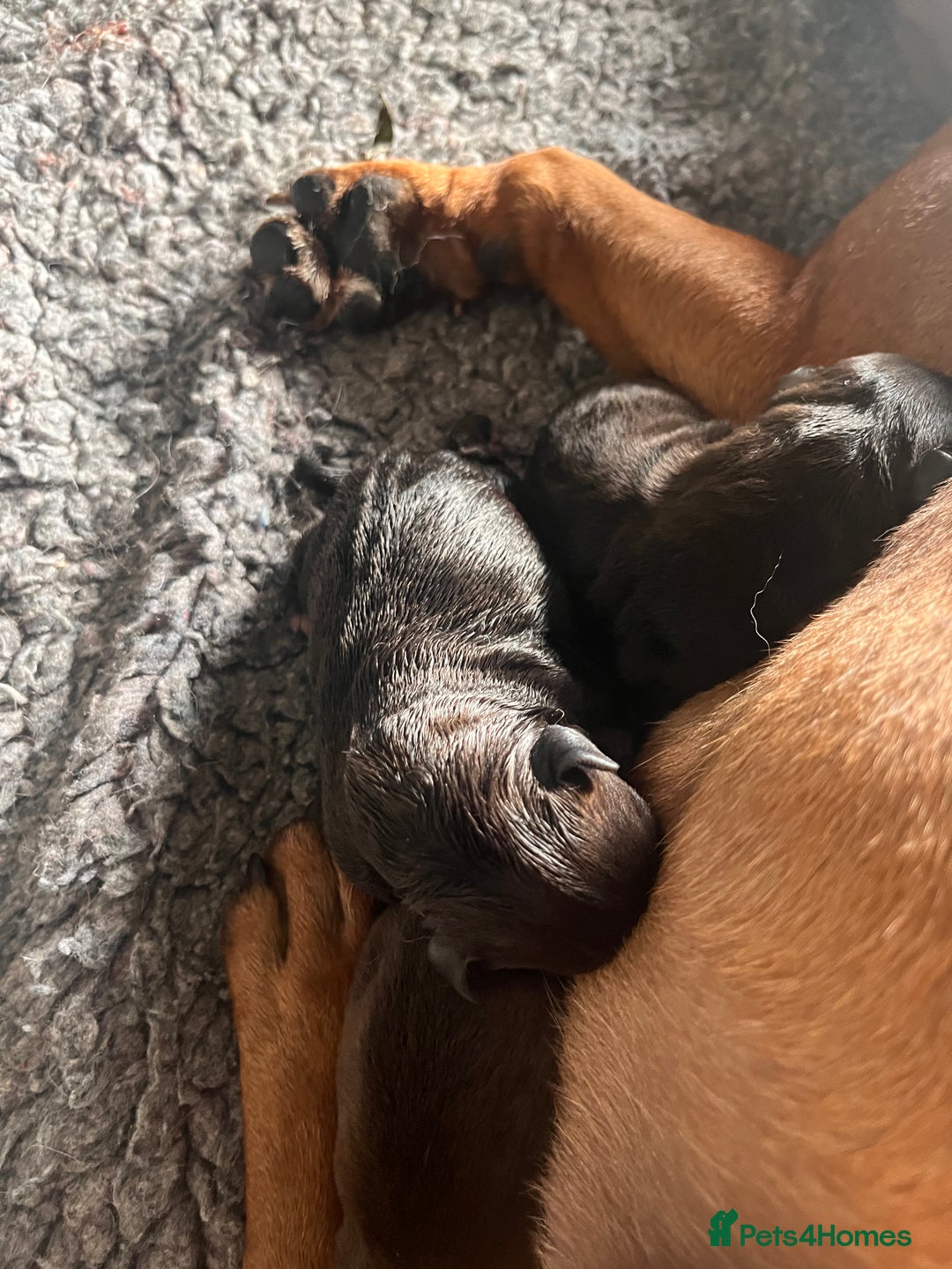Staffordshire Bull Terrier dogs for sale: READY NOW KC STAFFORDSHIRE BULL TERRIER - Image 13