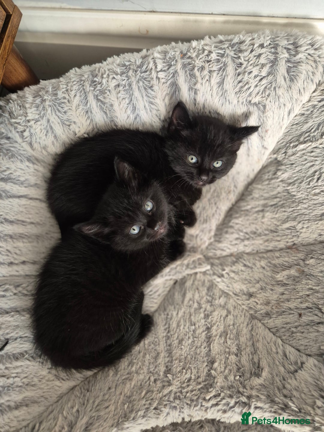 Bombay cats for sale: Gorgeous kittens 🐈‍⬛ - Image 9