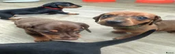 Dachshund dogs for sale: Standard Dachshunds Glasgow - Advert 10