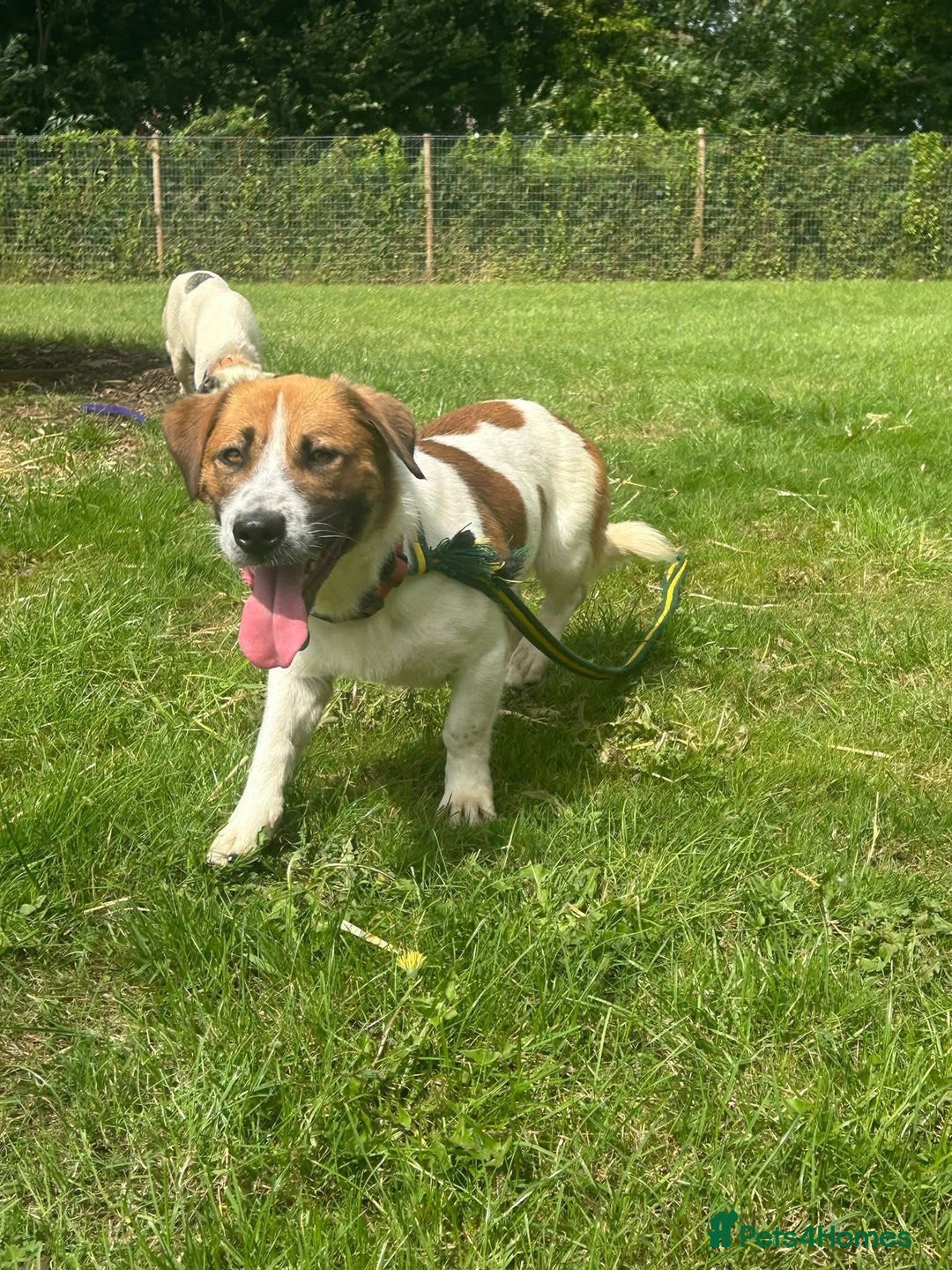 Mixed Breed dogs for adoption: Diego. Badersfield Norfolk  - Image 9
