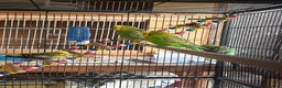 Budgerigars birds for sale: Gorgeous budgies - Advert 1