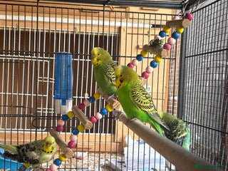 Budgerigars birds Gorgeous budgies - Advert 2
