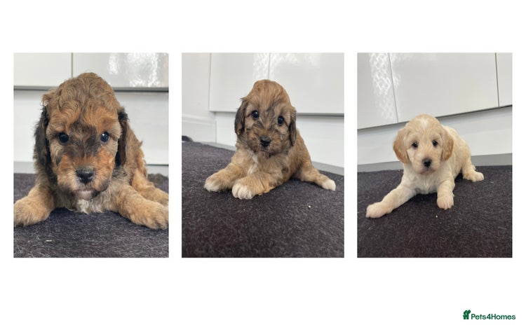Cavapoochon dogs - Advert 1