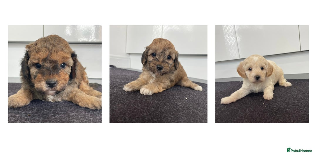 Cavapoochon dogs for sale: Beautiful Cavapoochon puppies for sale  - Image 1