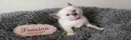 Ragdoll cats for sale: Beautiful Ragdoll-Mix Kittens - NOT TICA/FIFe reg. - Advert 15