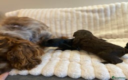 Cockapoo dogs for sale:  🐾 Adorable Cockapoo Puppies 🐾 - Image 10