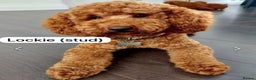 Labradoodle dogs for sale: Adorable Petite Labradoodle puppies incoming! - Advert 7