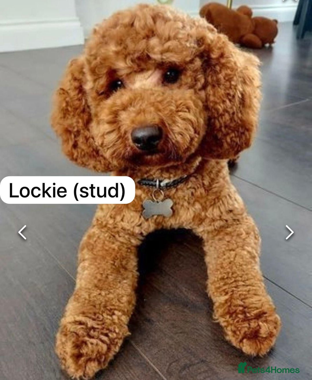Labradoodle dogs for sale: Adorable Petite Labradoodle puppies incoming! - Advert 7