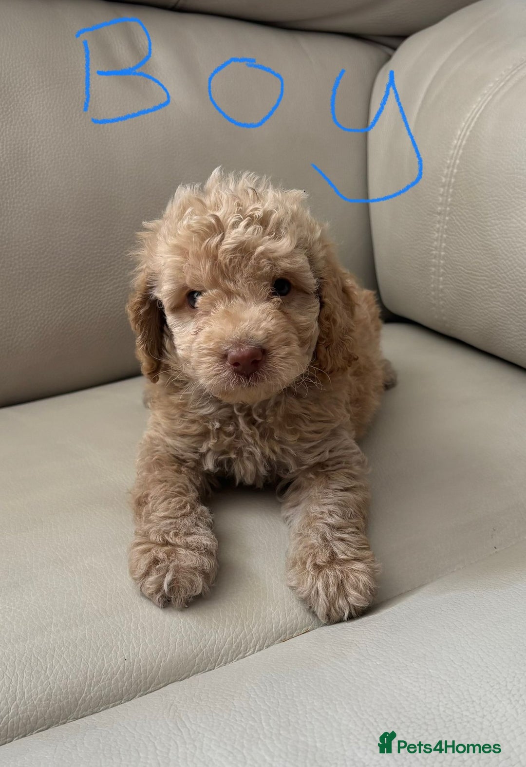 Toy Poodle dogs for sale: Toy poodles puppies - Image 4