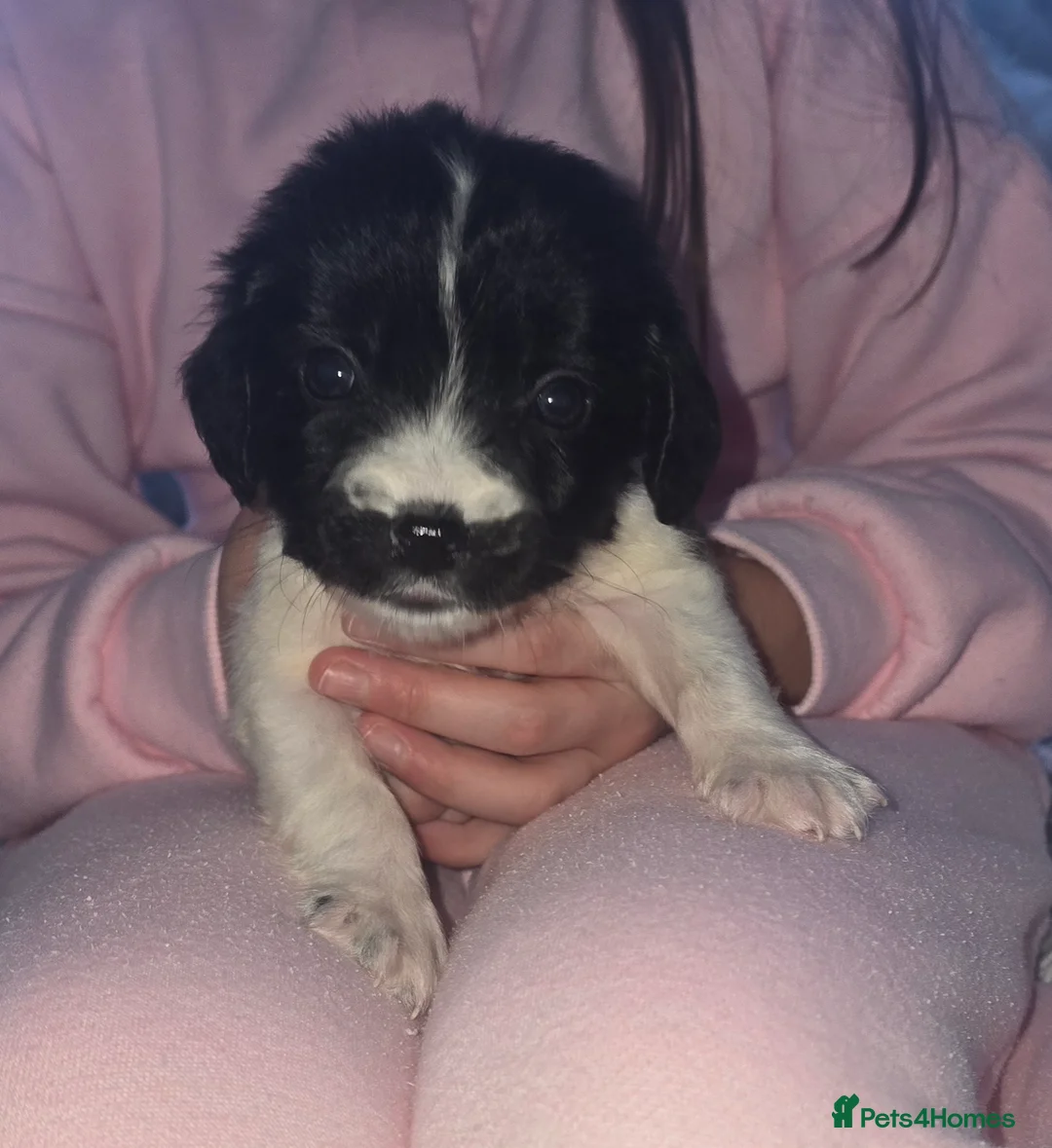 Maltipoo dogs for sale: Maltipoo puppies  - Advert 14