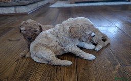 Labradoodle dogs for sale: HEALTH TESTED F1b Miniature labradoodle for SALE - Image 20