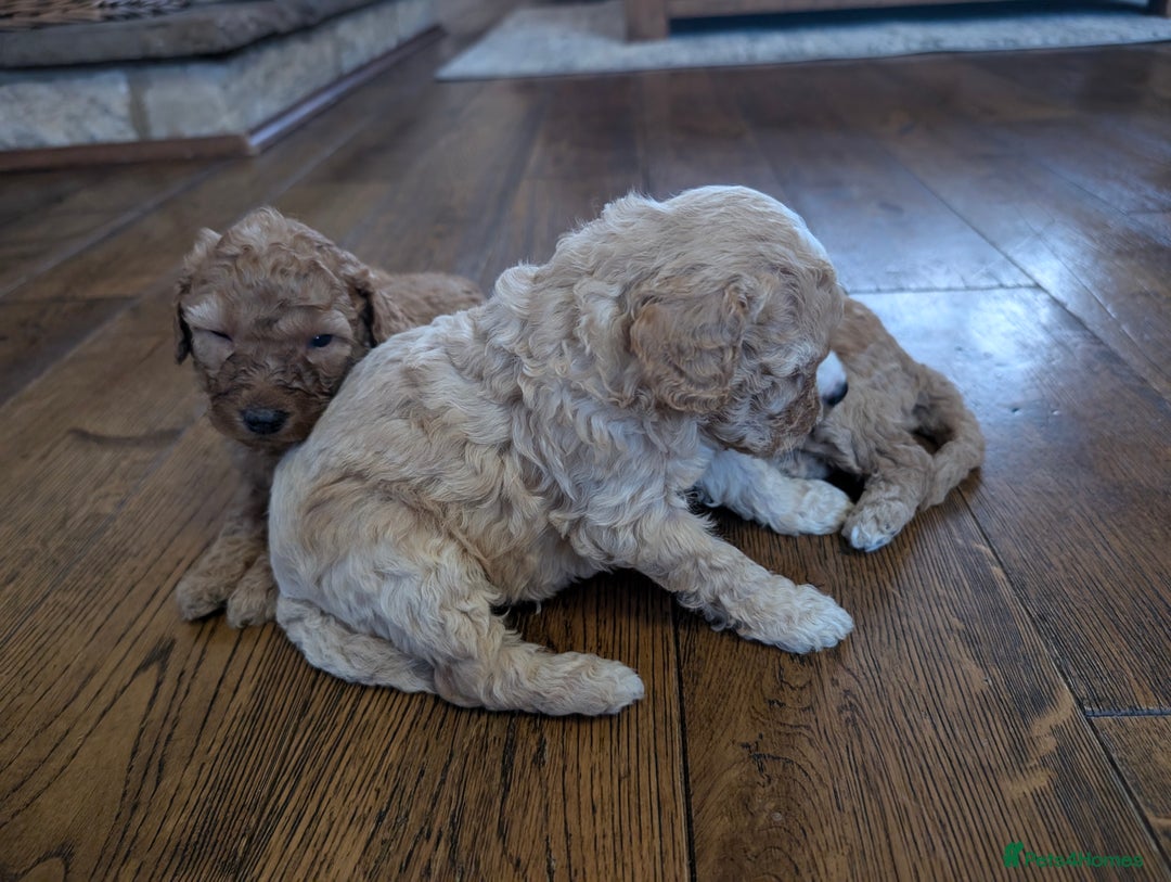 Labradoodle dogs for sale: HEALTH TESTED F1b Miniature labradoodle for SALE - Image 20