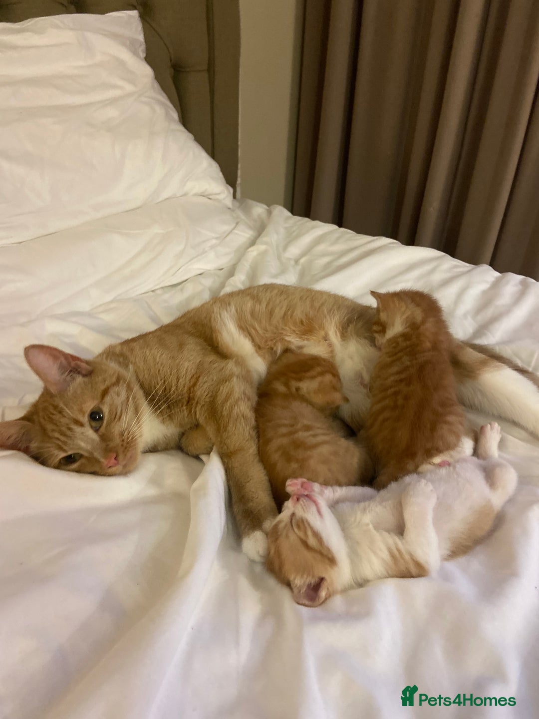 Mixed Breed cats for sale: 3 gorgeous ginger kittens available  - Image 12