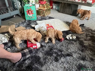 Australian Labradoodle dogs Fib Labradoodle puppies - Advert 15