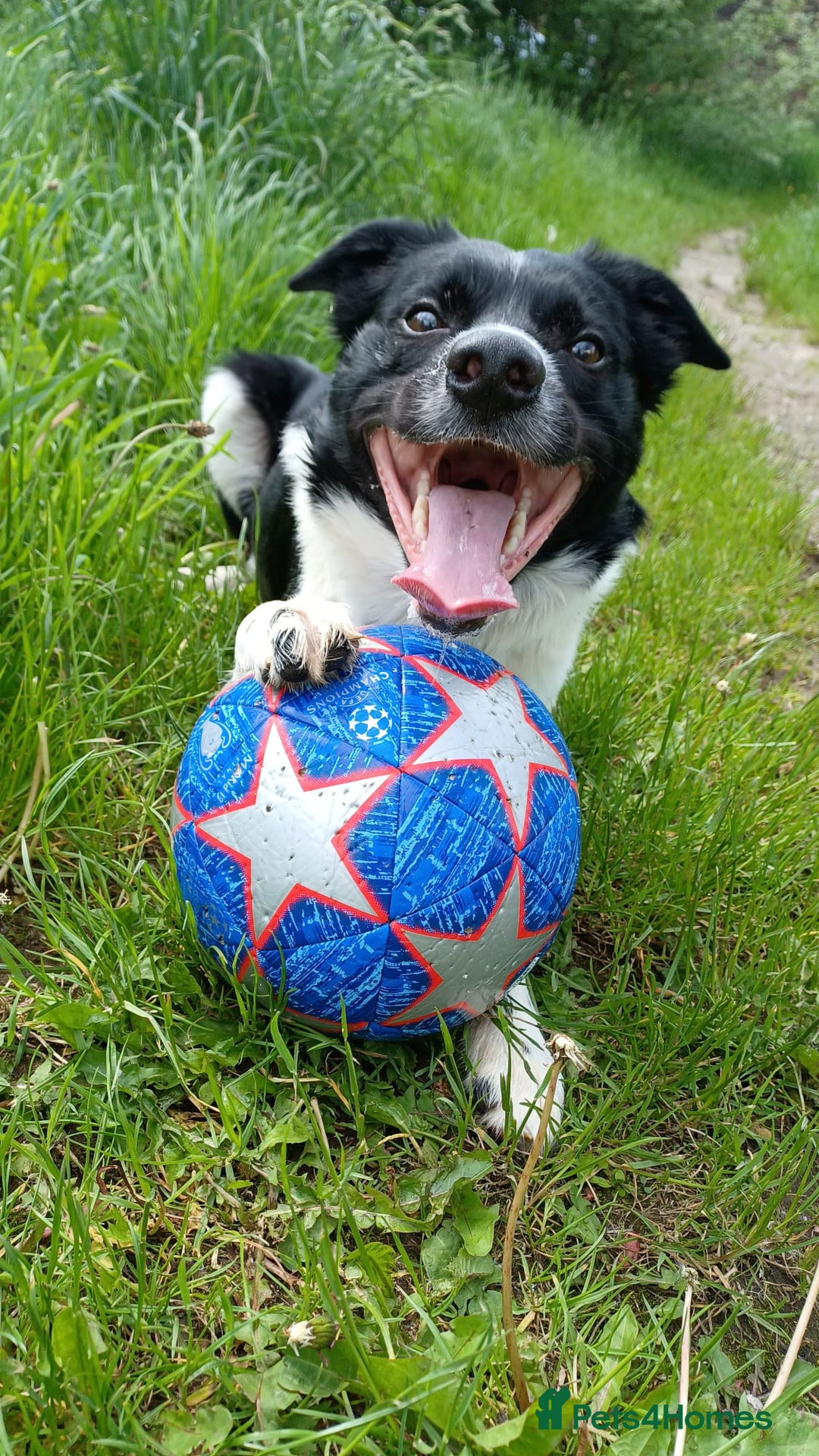 Border Collie dogs for sale: Border collie needs loving home - Advert 1