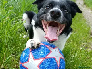 Border Collie dogs Border collie needs loving home - Advert 10