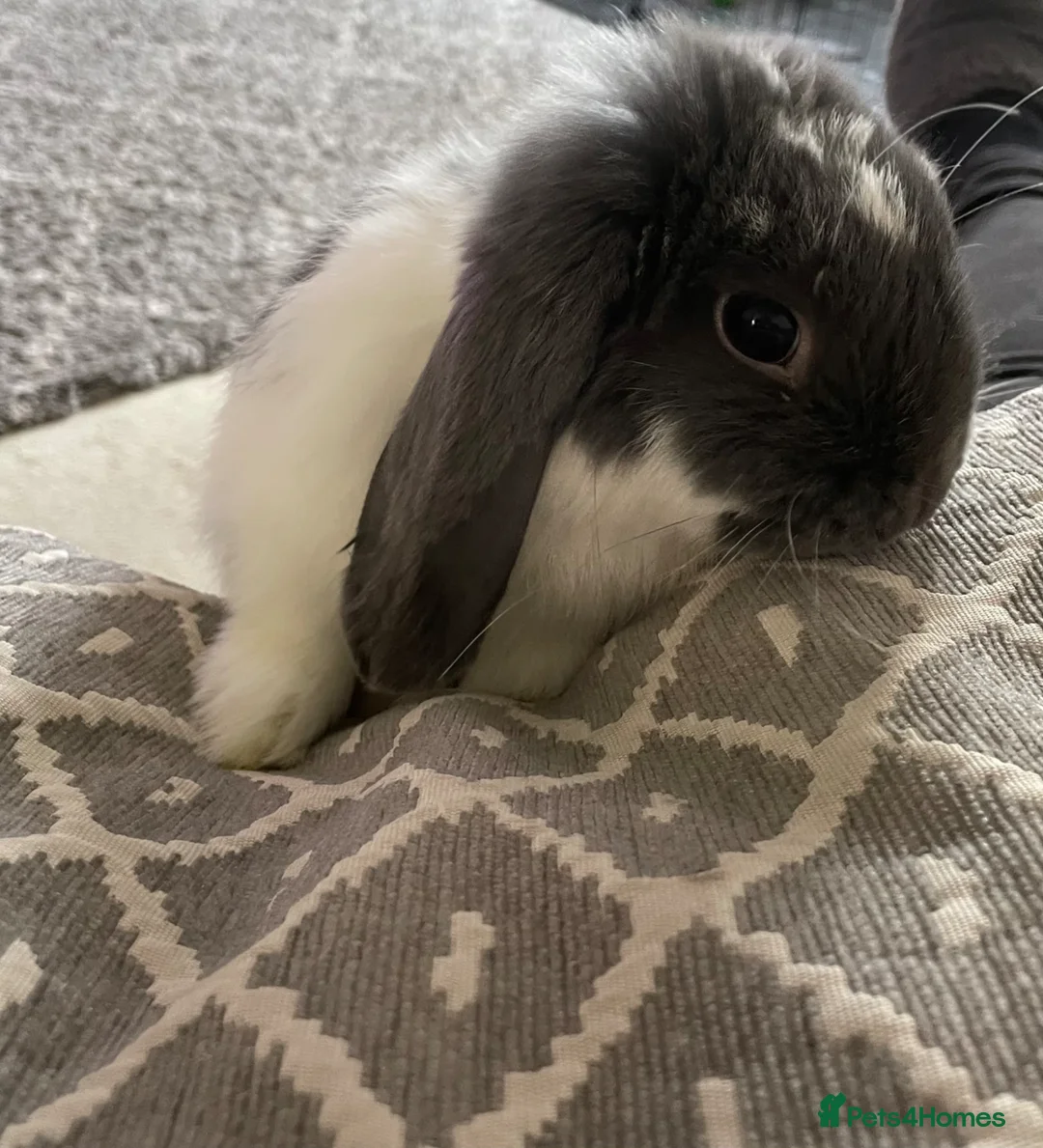 Mini Lop rabbits for sale: Mini Lop Rabbit for Sale – Neutered & Vaccinated - Advert 2