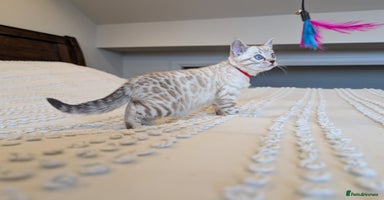 Bengal cats - Advert 7