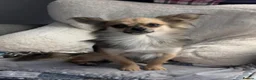 Chihuahua dogs for stud: Proven Chihuahua Stud - Advert 1