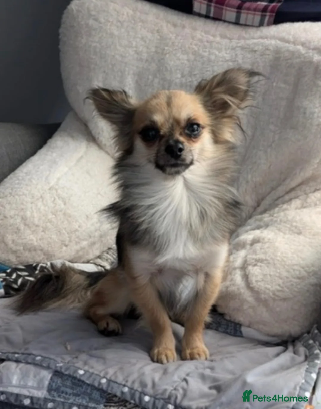 Chihuahua dogs for stud: Proven Chihuahua Stud - Advert 1