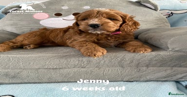 Cockapoo dogs Extensively Tested F1 Cockapoos - Advert 6