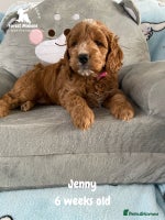 Cockapoo dogs Extensively Tested F1 Cockapoos - Advert 6