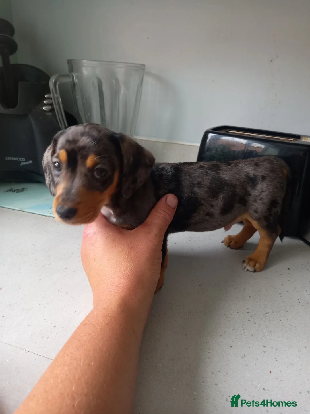 Dachshund dogs for sale: Miniture Dachshund x miniature pincher x dachshun  in Gainsborough - Advert 2